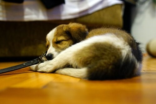 Hat dein Hund die Fähigkeit dich zu täuschen - schlafender Welpe