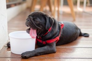 Hitzschläge bei Hunden: wie man sie verhindert