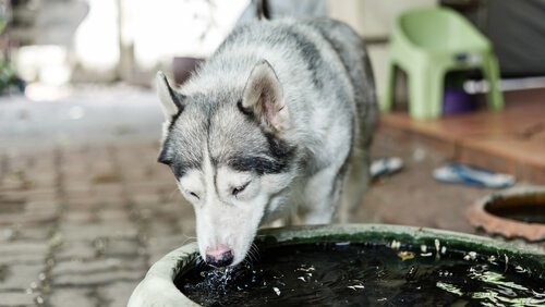 Hitzschläge bei Hunden - Hund trinkt Wasser