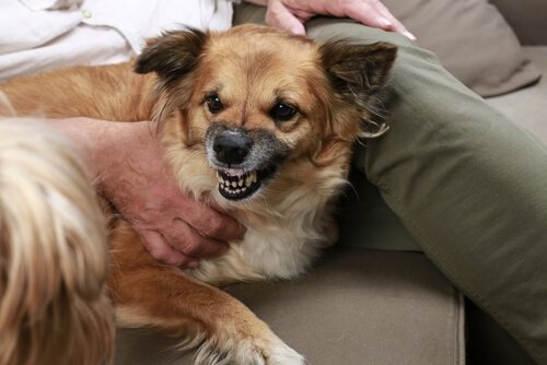Warum dein Hund diejenigen abweist, die schlecht zu dir sind
