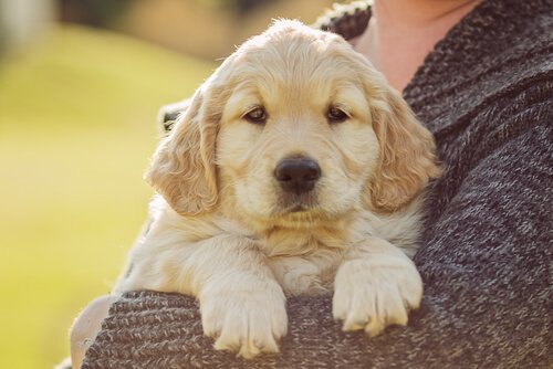Dou Dou: ein Hund auf zwei Beinen