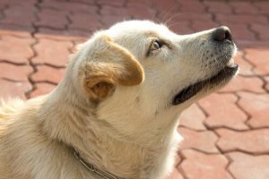 Wissen Hunde die Zeit? Ja, durch ihre Nase!
