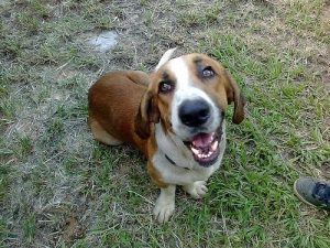 Hunde, die ihre Besitzer hassen