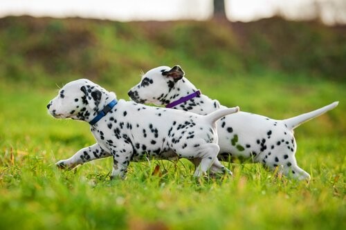 Hunderassen mit blauen Augen - Dalmatiner