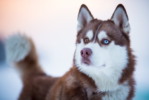 Hunderassen mit blauen Augen - Husky