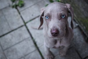 Hunderassen mit blauen Augen