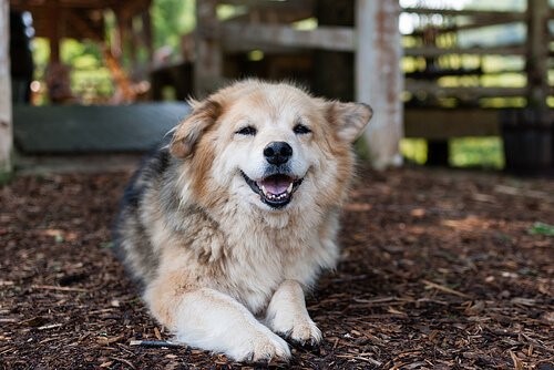 Was ist Hüftdysplasie bei Hunden und wie wird sie behandelt?