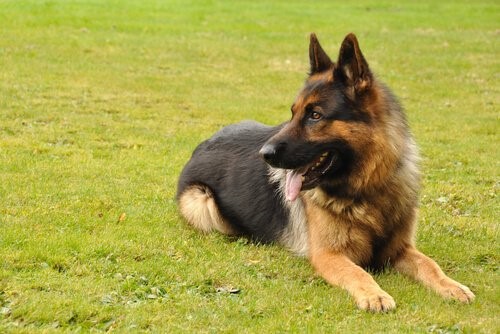 Hüftdysplasie bei Hunden - Schäferhund