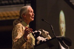 Wer ist Jane Goodall?