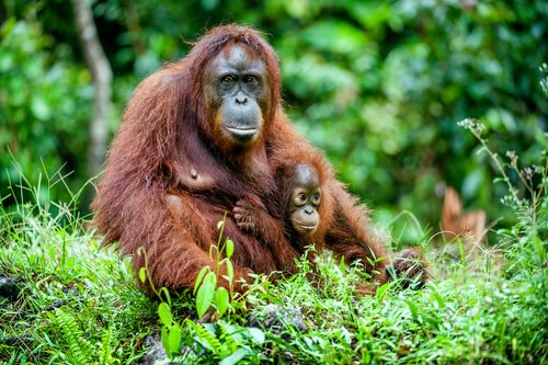 Jane Goodell erforscht Schimpansen