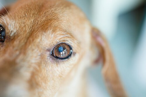Was sind die Symptome der Katarakte bei Hunden?