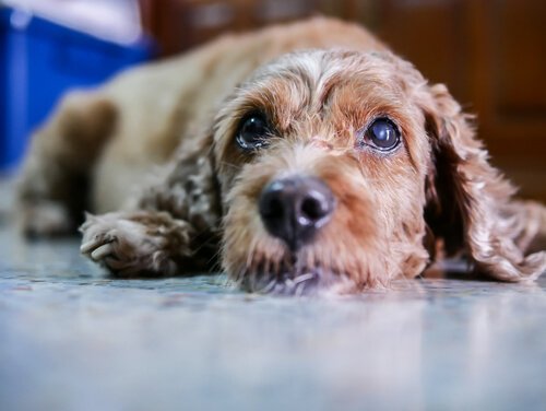 Symptome und Behandlung der Katarakte bei Hunden
