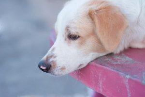 Mein Hund hat Räude. Was soll ich tun?