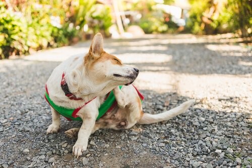 Mein Hund hat die Räude - Hund kratzt sich
