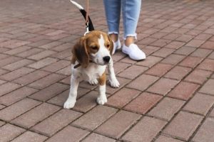 Parodontitis bei Hunden
