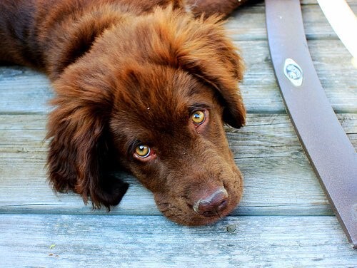 Parodontitis bei Hunden - Hund liegt auf Holz