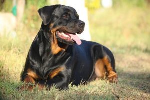 Der Rottweiler: Merkmale