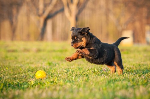Rottweiler gelten als gefährlich, sind aber auch verspielt und brauchen viel Auslauf.