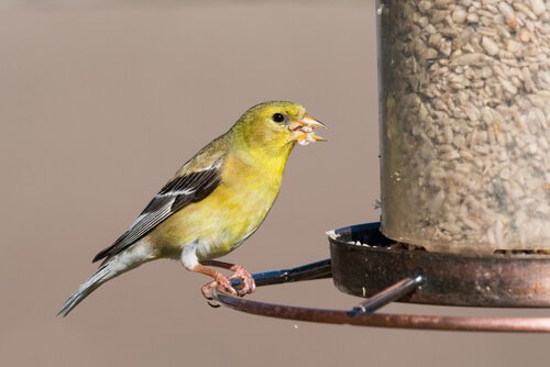 Stieglitz als Haustier halten und gute Ernährung