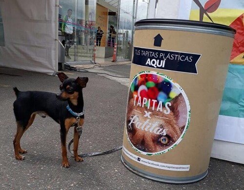 Aktion Tierhilfe: Tapitas x Patitas