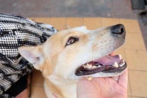 Tipps für Hundehalter, wenn sie in den Urlaub fahren