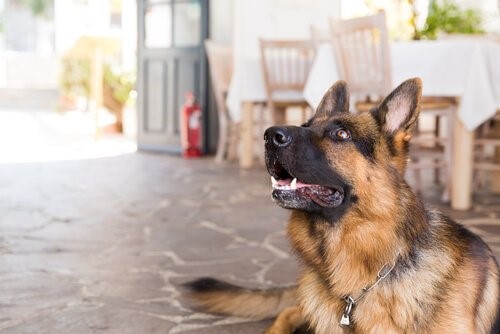 Tipps für Hundehalter wenn sie in den Urlaub fahren - Hund im Restaurant