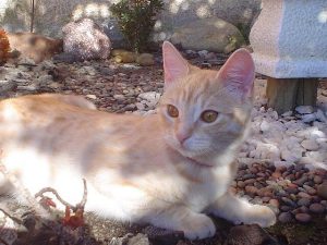 Viruserkrankungen bei Katzen