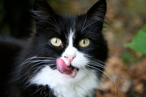Viruserkrankungen bei Katzen entwickeln sich of unauffällig.