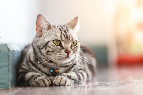 Viruserkrankungen bei Katzen können tödlich sein.