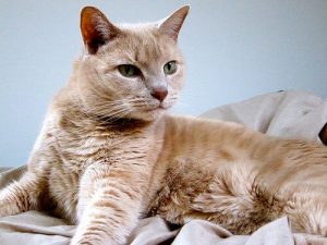 Warum lohnt es sich, eine Katze zu sterilisieren?