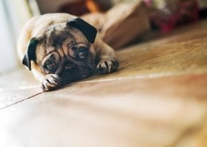 Was kann ich tun, wenn mein Hund traurig ist?