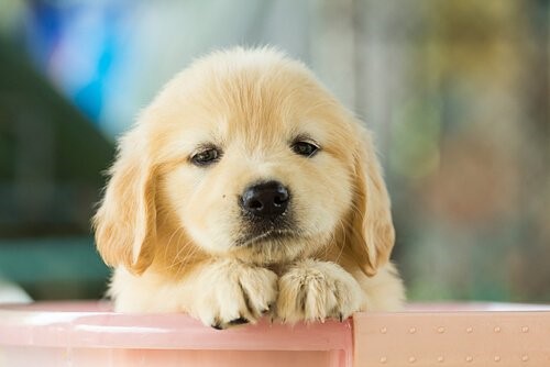 Was kann ich tun, wenn mein Hund traurig ist - Welpe in Box