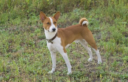 Welche Hunderasse bellt am wenigsten - Basenji