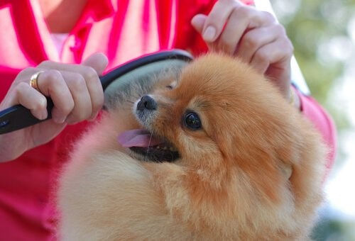 Wie man das Fell eines Hundes bürstet - Frauchen bürstet Hund