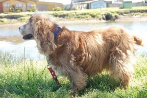 Wie man dem Hund beibringt, an der Leine zu gehen