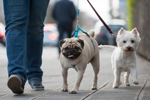 Wie man dem Hund beibringt an der Leine zu gehen - zwei Hunde