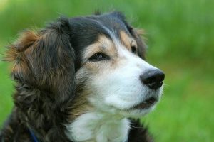 Wie man einen Hund vor dem Ersticken rettet