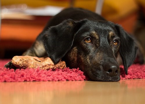 Wie man einen Hund vorm Ersticken rettet - Hund liegt auf Teppich
