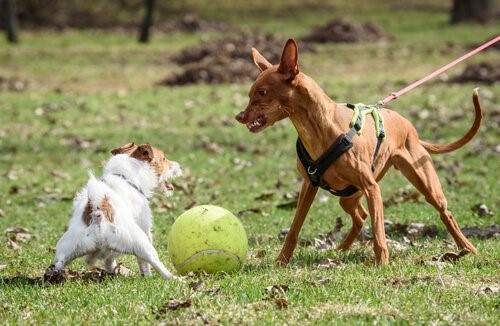 Wie verhinderst du aggressives Verhalten bei deinem Hund - Hund verteidigt Ball