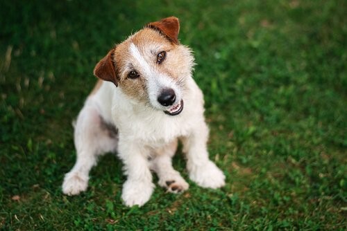 Zehn Tipps für einen ausgeglichenen Hund - Glücklicher Hund