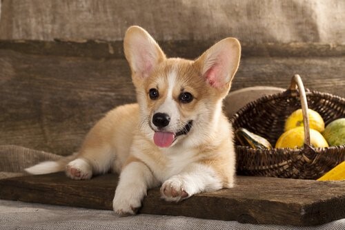 Zehn Tipps für einen ausgeglichenen Hund - Welpe