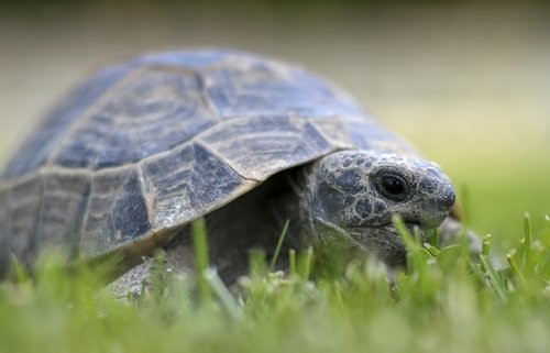 Zucht und Pflege von Schildkröten - Landschildkröte