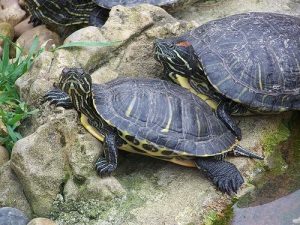 Zucht und Pflege von Schildkröten