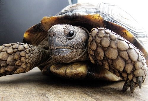 Zucht und Pflege von Schildkröten