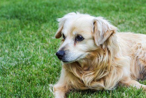 Ältere Hunde brauchen manchmal mehr Pflege