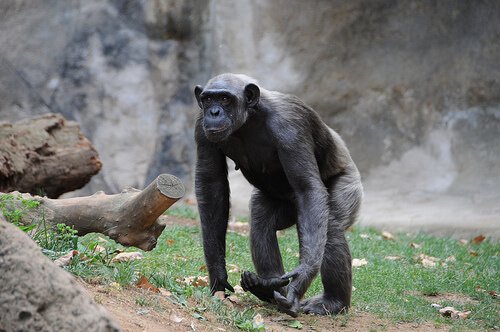 Jane Godall erforscht Schimpansen