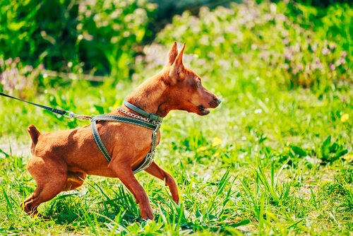 aggressive Hunde