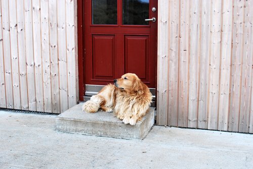 Airbnb für den Hundeurlaub
