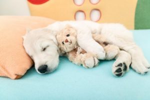Airbnb für Hunde: die neue Alternative für den Urlaub