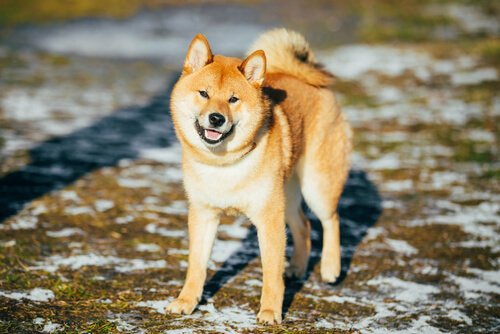 Akita, einer der berühmtesten Hunde.